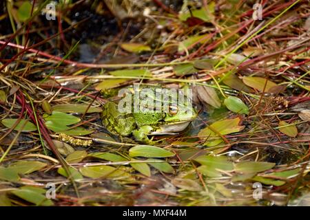 Hellen grünen Frosch in einem grünen Teich Stockfoto