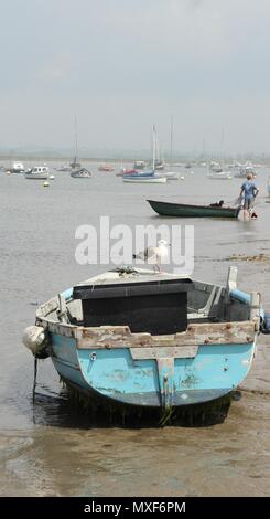 Küsten Szenen - einsame Möwe Sitzstangen auf Bug eines kleinen blauen Fischereifahrzeug auf mersea Island, Essex. Stockfoto