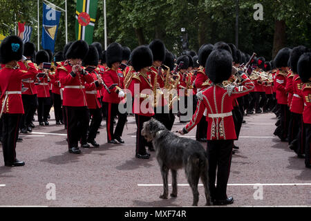 Die Militärkapelle marschiert die Mall während die Farbe militärparade. Royal Guard in rote und schwarze Uniform mit Dogge Hund begrüßt. Stockfoto