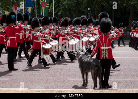 Die Militärkapelle marschiert die Mall während die Farbe militärparade. Royal Guard in rote und schwarze Uniform mit Dogge Hund begrüßt. Stockfoto