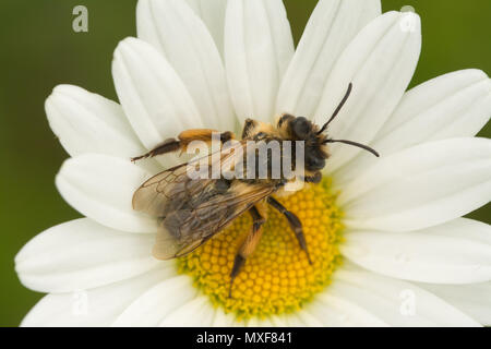 Frauen behaarte-footed Blume Biene (Anthophora plumipes) auf einem ox-eye Daisy an Denbies Hang in Surrey, Großbritannien Stockfoto