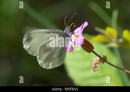 Holz weiß Schmetterling (Leptidea sinapis) nectaring auf einem Rosa herb Robert Blume in Eichenholz Holz, Teil der Chiddingfold Wald SSSI, Surrey, Großbritannien Stockfoto