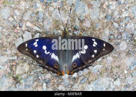 Atemberaubende lila Kaiser Schmetterling (Colias Iris) mit offenen Flügeln auf einem Woodland Track in Eichenholz Holz, chiddingfold Wald, Surrey, Großbritannien. Stockfoto