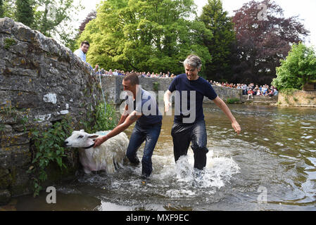 Ashford im Wasser, Derbyshire, UK die Bauern ihre Schafe in den Fluss Wye Eintauchen bei Schafen Waschen Brücke in Ashford-im-Wasser während der Dörfer "Wir Stockfoto