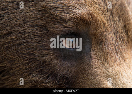 Nahaufnahme des Auges der Braunbär Stockfoto