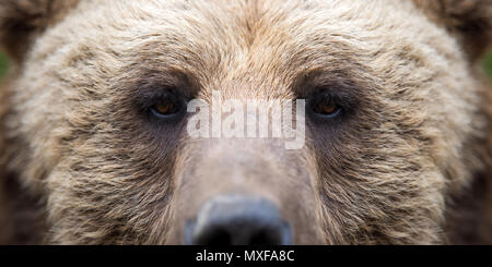 Nahaufnahme des Auges der Braunbär Stockfoto