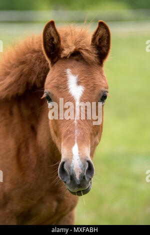 Portrait von schönen braunen Colt im Sommer Stockfoto