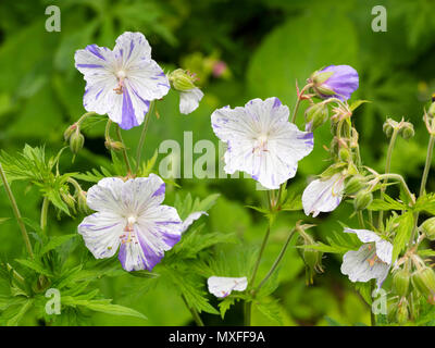 Variable lila Markierungen über die weiße Farbe der Blumen von der Wiese cranesbill, Geranium pratense des Var striatum plish Splash' Stockfoto