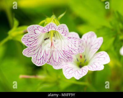 Violett gesäumt von weissen Blüten im Sommer blühende winterharte Staude mit Bleistift cranesbill, Geranium versicolor Stockfoto