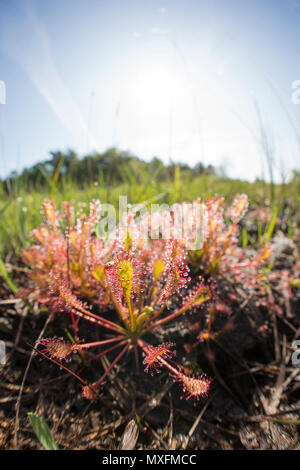 Länglich-leaved Sonnentau, Drosera intermedia, auf feuchten, humosen Boden in der Nähe von Heidekraut und nadelholz Forstwirtschaft wachsen. Die Pflanze absondert, klebrigen Schleim aus Stockfoto