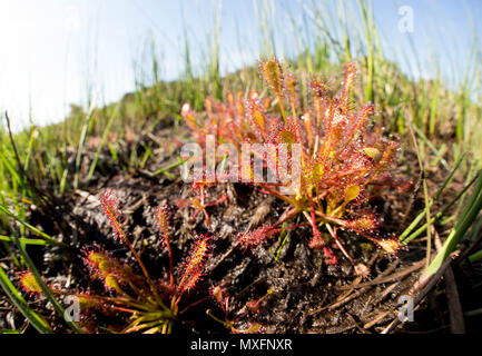 Länglich-leaved Sonnentau, Drosera intermedia, auf feuchten, humosen Boden in der Nähe von Heidekraut und nadelholz Forstwirtschaft wachsen. Die Pflanze absondert, klebrigen Schleim aus Stockfoto