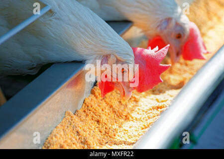 Zwei der weißen Hennen picken Grünfutter aus dem Trog. Fokus auf den ersten Vogel Stockfoto