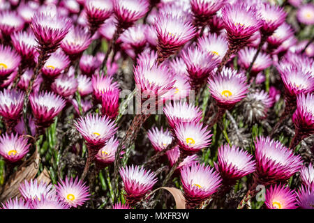Pulsierende Rosa und Gelb spring flower bloomsg Stockfoto