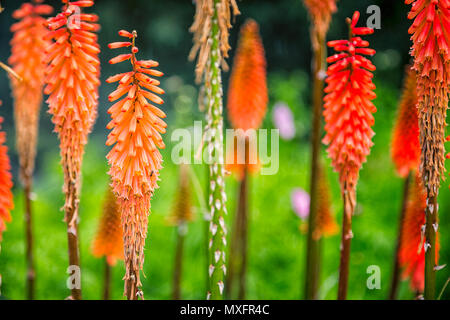Nahaufnahme von Cluster von orange red hot poker Blumen Stockfoto