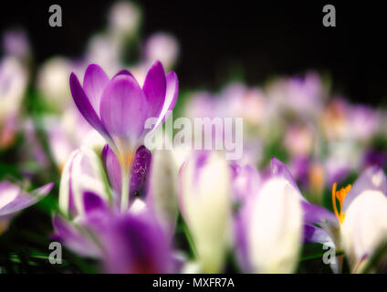 Close up of purple crocuses in bloom Stockfoto