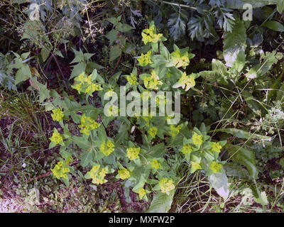 3 SUN WOLFSMILCH Euphorbia helioscopia in Berkshire, England. Foto: Tony Gale Stockfoto