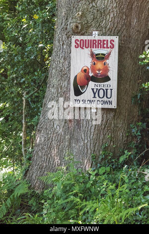 Ein Schild an einem Baum oder Poster genagelt Post sagen Eichhörnchen müssen Sie zu verlangsamen. beschleunigt und Schutz von Wildtieren auf der Insel Wight. Stockfoto