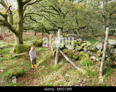 Moss, Steinmauer und Kleinkind im Nationalpark Dartmoor, Devon. Stockfoto