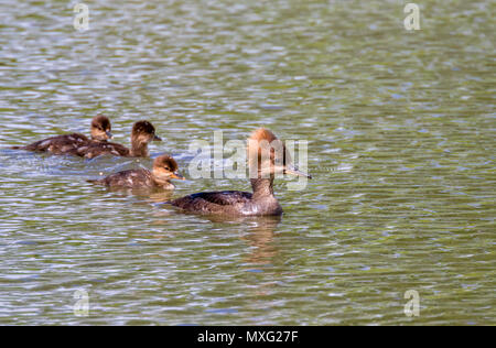 Weibliche hooded Merganser (Lophodytes cucullatus) mit Küken Stockfoto