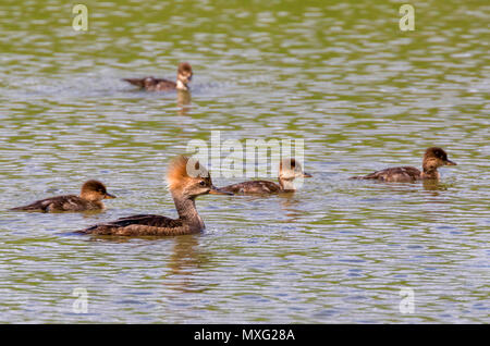 Weibliche hooded Merganser (Lophodytes cucullatus) mit Küken, Iowa, USA. Stockfoto