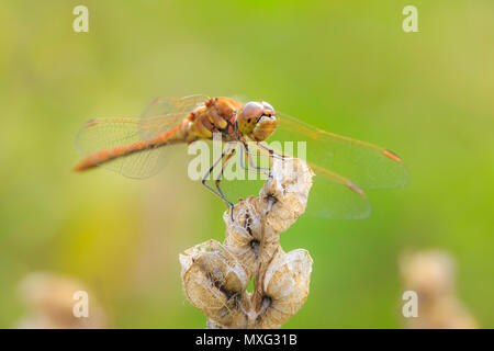 Nahaufnahme einer roten männlichen Vagrant, libel Sympetrum vulgatum, hängend auf die Vegetation Stockfoto