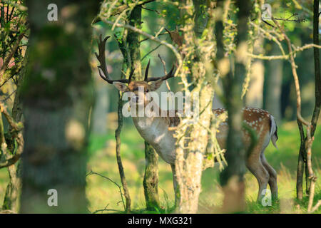 Nahaufnahme, Porträt einer männlichen Damwild Hirsch, Dama Dama, brünstige Verhalten tief in einem dunklen grünen Wald im Herbst Saison versteckt. Stockfoto