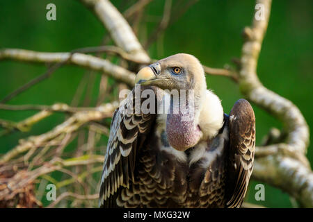 Nahaufnahme, Porträt einer großen eurasischen Gänsegeier (Tylose in Fulvus) auf eine Zweigniederlassung, die in einem Baum gehockt. Stockfoto