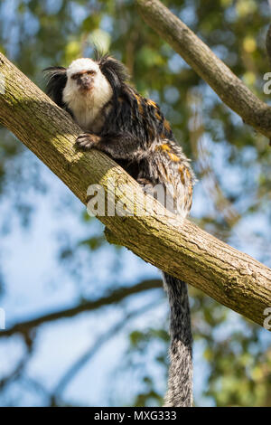 Nahaufnahme eines white-headed Marmosetten (Callithrix geoffroyi) Primas der Nahrungssuche in einem Baum. Auch als die Getuftete - Ohr oder Geoffrey's marmoset bekannt, ist eine Marm Stockfoto