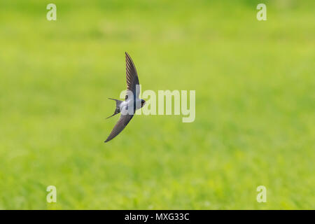 Nahaufnahme einer Rauchschwalbe (Hirundo rustica) im Flug. Die am weitesten verbreiteten Fischarten der Welt schlucken und der nationalvogel von Estland. Stockfoto