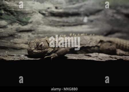 Grau kleine Eidechse gecko Nahaufnahme Makro im Terrarium Stockfoto