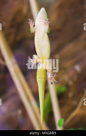 Grüne kleine Eidechse Klettern bis auf Glas Nahaufnahme Makro Stockfoto