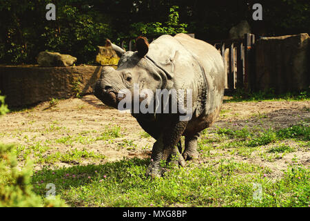 Grosse Nashorn schließen bis auf Gras Tier Foto Stockfoto