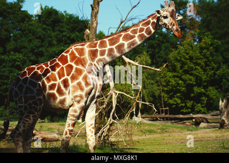 Schöne giraffe Nahaufnahme Tier Foto im Vintage Style Stockfoto