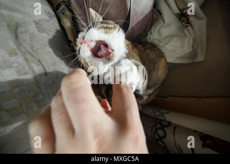 Schöne Ingwer angry Cat spielt mit Frau Hand und beißen sie mit lustigen Emotionen. Stockfoto