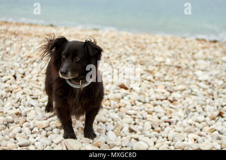 Die kleinen schwarzen Hund wachsam auf einem Stein Strand Stockfoto