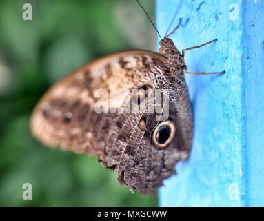 Wald Riesen Eule Schmetterling Caligo Eurilochus Stockfoto