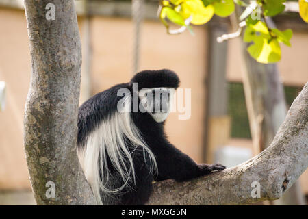 Schwarzen und weißen Colobus Monkey Angola colobus entspannt sich auf einen Baum. Stockfoto