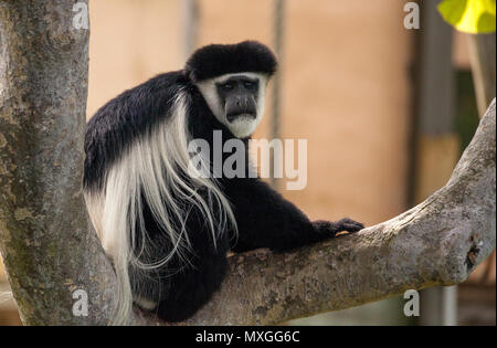 Schwarzen und weißen Colobus Monkey Angola colobus entspannt sich auf einen Baum. Stockfoto