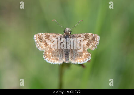 Schmuddelig skipper Schmetterling (erynnis Tages) mit beschädigten Flügel. Ein Schmetterling in der Familie der, von oben Stockfoto