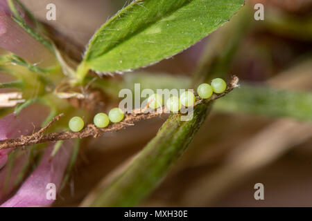 Burnett Begleiter (Euclidia glyphica) Eizellen auf Rotklee. Eier von Motte in der Familie Noctuidae legte in einer Reihe auf freiliegenden Wurzel Trifolium pratense Stockfoto