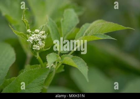 Boden - Elder (Aegopodium podagraria) zur Blüte kommen. Niedrig wachsende Pflanze in der Familie Apiacaea mit markanten gezahnten Blätter und weisse Dolde Stockfoto