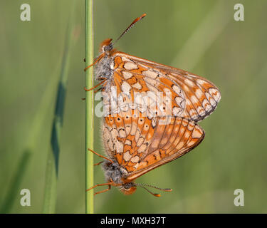 Marsh fritillaries (Euphydryas aurinia) Verpaarung. Zwei der Britischen am meisten bedrohten Schmetterlinge im Cop, auf Grünland in Wiltshire Stockfoto