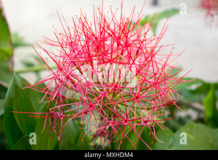 Rote Blütenknospen mit sehr dünnen Filamente. Stockfoto