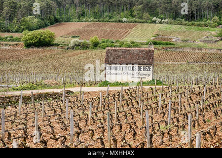 GEVREY-CHAMBERTIN, Frankreich - 22 April 2018: Der Clos de Beze Weinberg ist ein grand cru Terroir in der Nähe von Gevrey-Chambertin in der Côte de Nuits. Stockfoto