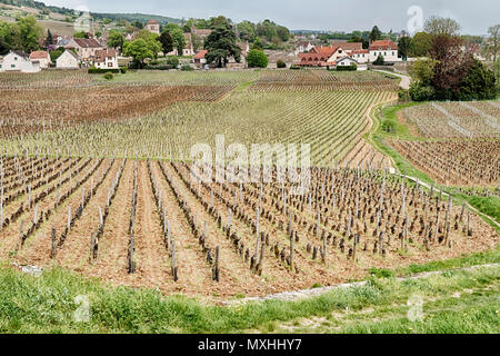 Felder der Weinberge sind direkt an die Wände der Gebäude in der Nähe von Gevrey-Chambertin in der Region Burgund in Frankreich angebaut. Stockfoto
