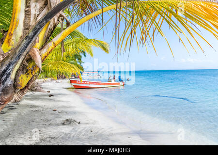 Starfish Beach Panama. Stockfoto