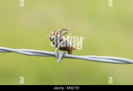 Great Plains Kamel Cricket (Daihinia brevipes) aufgespiesst auf Stacheldraht von einem unechten Shrike Stockfoto