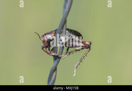 Great Plains Kamel Cricket (Daihinia brevipes) aufgespiesst auf Stacheldraht von einem unechten Shrike Stockfoto