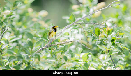 Männliche Hooded Warbler (Setophaga citrina) in dichter Vegetation während der Migration Stockfoto