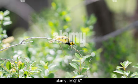 Männliche Hooded Warbler (Setophaga citrina) in dichter Vegetation während der Migration Stockfoto